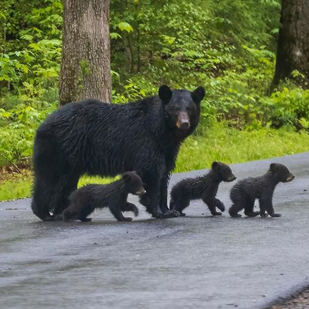 Her Majesty'S Way, Awesome Mtn Views, 1089 Free Tickets Each Paid Day, Dollywood And More Gatlinburg Exteriér fotografie