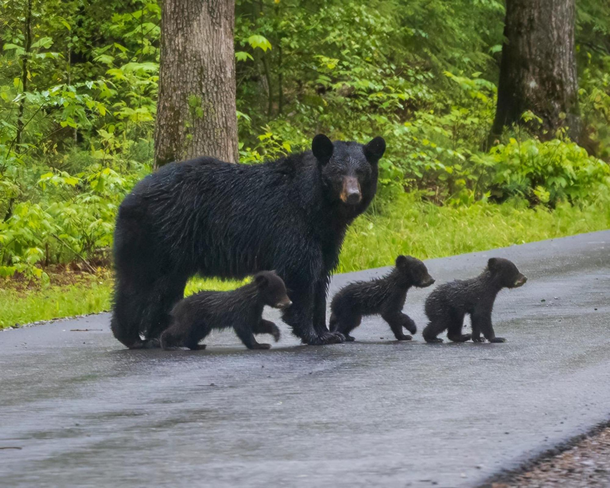 Her Majesty'S Way, Awesome Mtn Views, 1089 Free Tickets Each Paid Day, Dollywood And More Gatlinburg Exteriér fotografie